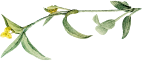 Forma De Imagem Três