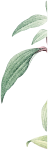 Forma De Imagem Três